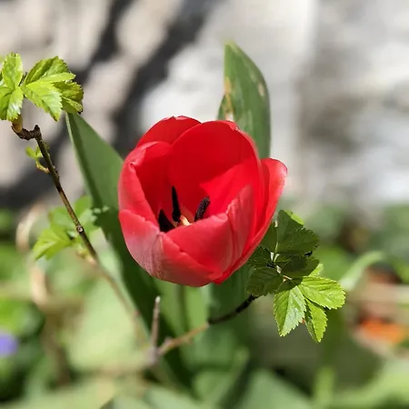 La Petite Maison Dans La Prairie * Lafarre (Haute-Loire)